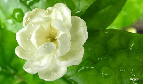 Hoa nhài - Những tác  dụng của hoa nhài với sức khỏe mà bạn chưa biết